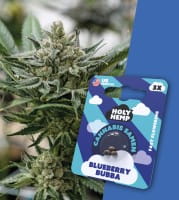 Holy Hemp Cannabis Samen Fast-Flowering - Blueberry Bubba