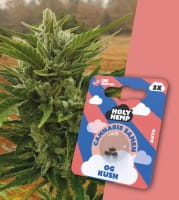 Holy Hemp Cannabis Samen Auto-Flowering - OG Kush