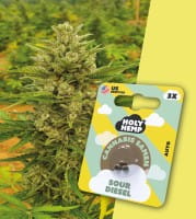Holy Hemp Cannabis Samen Auto-Flowering - Sour Diesel