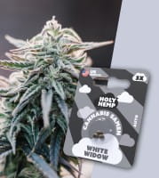 Holy Hemp Cannabis Samen Auto-Flowering - White Widow