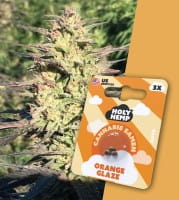 Holy Hemp Cannabis Samen Auto-Flowering - Orange Glaze