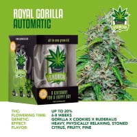 iGrowCan Automatic - Royal Gorilla