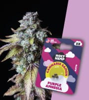 Holy Hemp Cannabis Samen Auto-Flowering - Purple Amnesia
