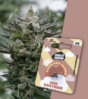 Holy Hemp Cannabis Samen Fast-Flowering - GMO Rootbeer