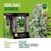 iGrowCan Automatic - Royal Runtz