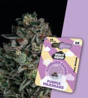 Holy Hemp Cannabis Samen Full Season - Purple Milkshake